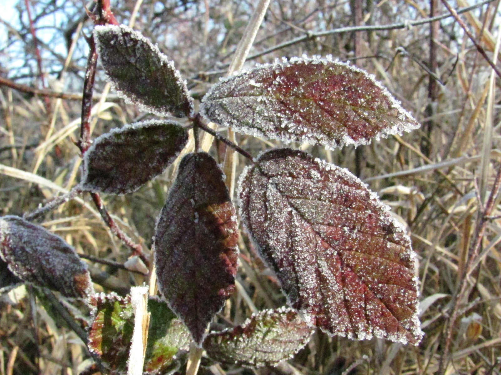 2012.01.28.Magyaregregy-Kisbattyán 024