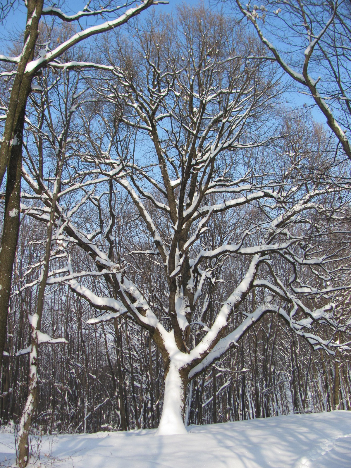 2012.02.05.Vékény-Hosszúhetény 087