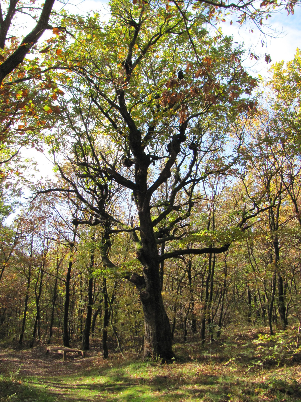 2012.11.04.Fel a Jakab hegyre Pécs-Kővágószőlős 005