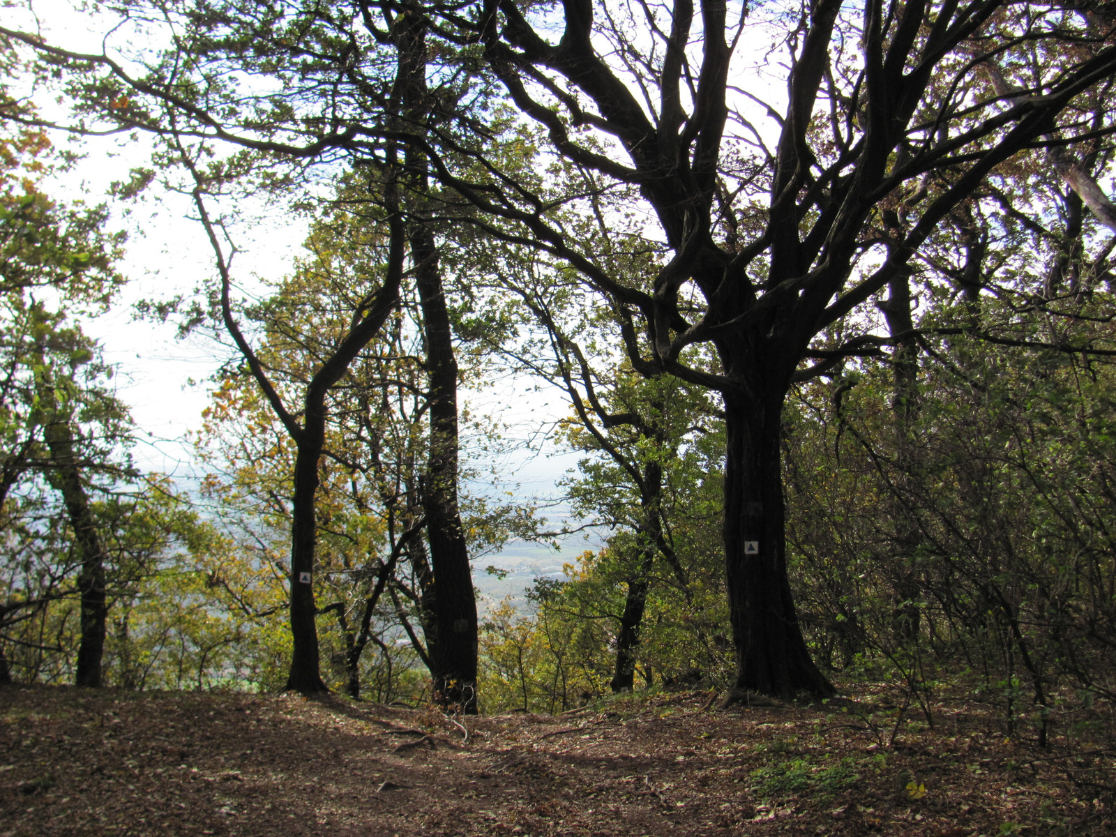 2012.11.04.Fel a Jakab hegyre Pécs-Kővágószőlős 122