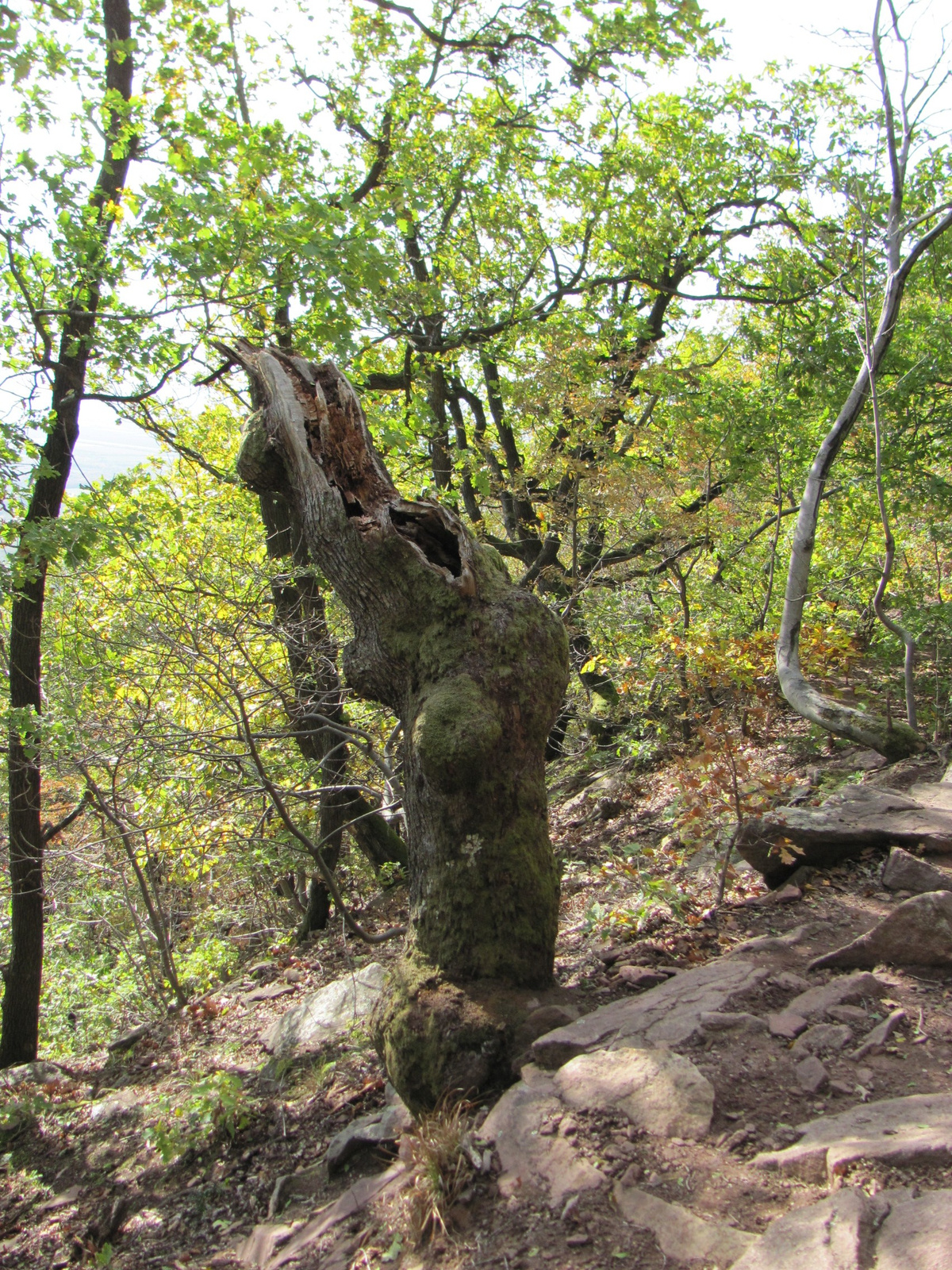 2012.11.04.Fel a Jakab hegyre Pécs-Kővágószőlős 127