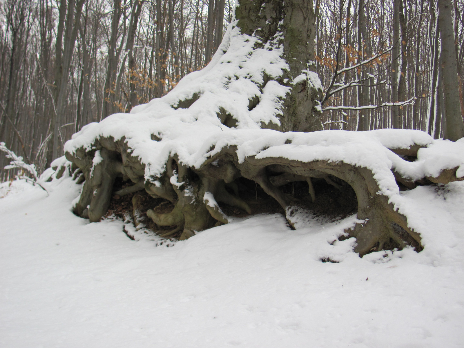 2013.01.26.Pécsvárad-Zobák 009