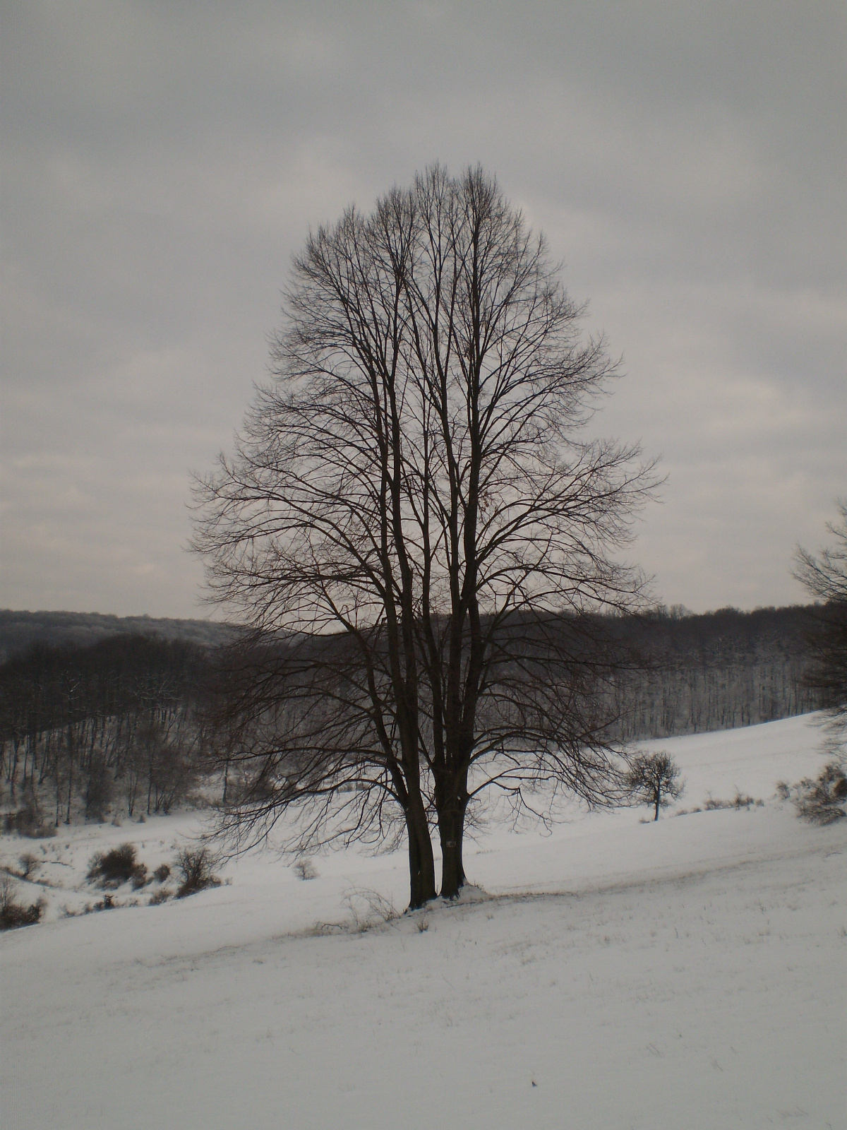 2013.01.26.Pécsvárad-Zobák. 002