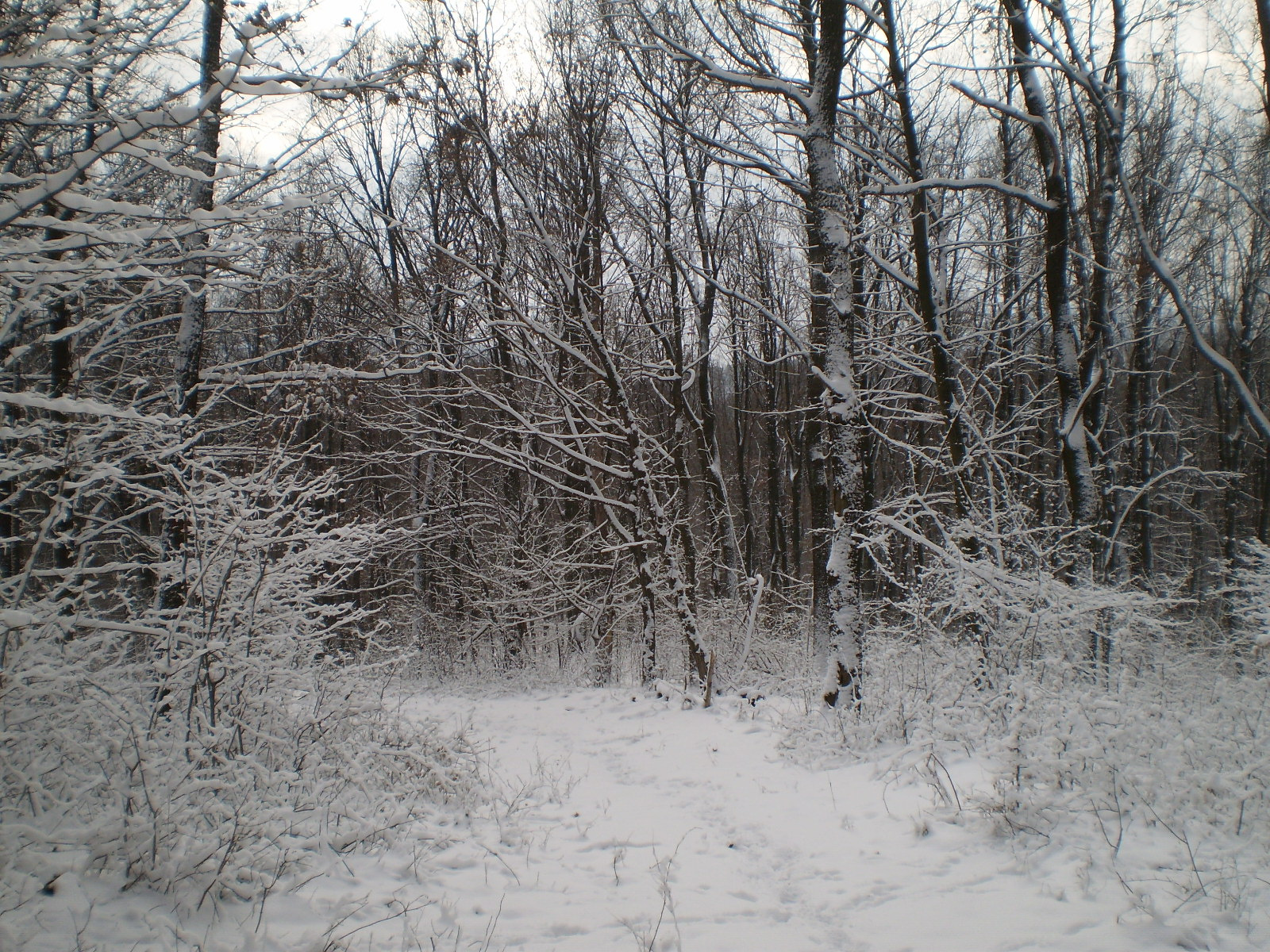 2013.01.26.Pécsvárad-Zobák. 025