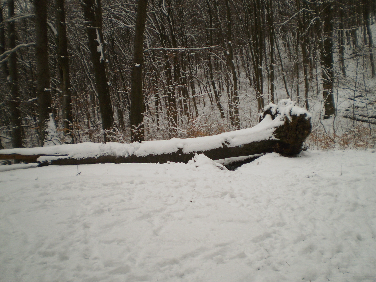 2013.01.26.Pécsvárad-Zobák. 068