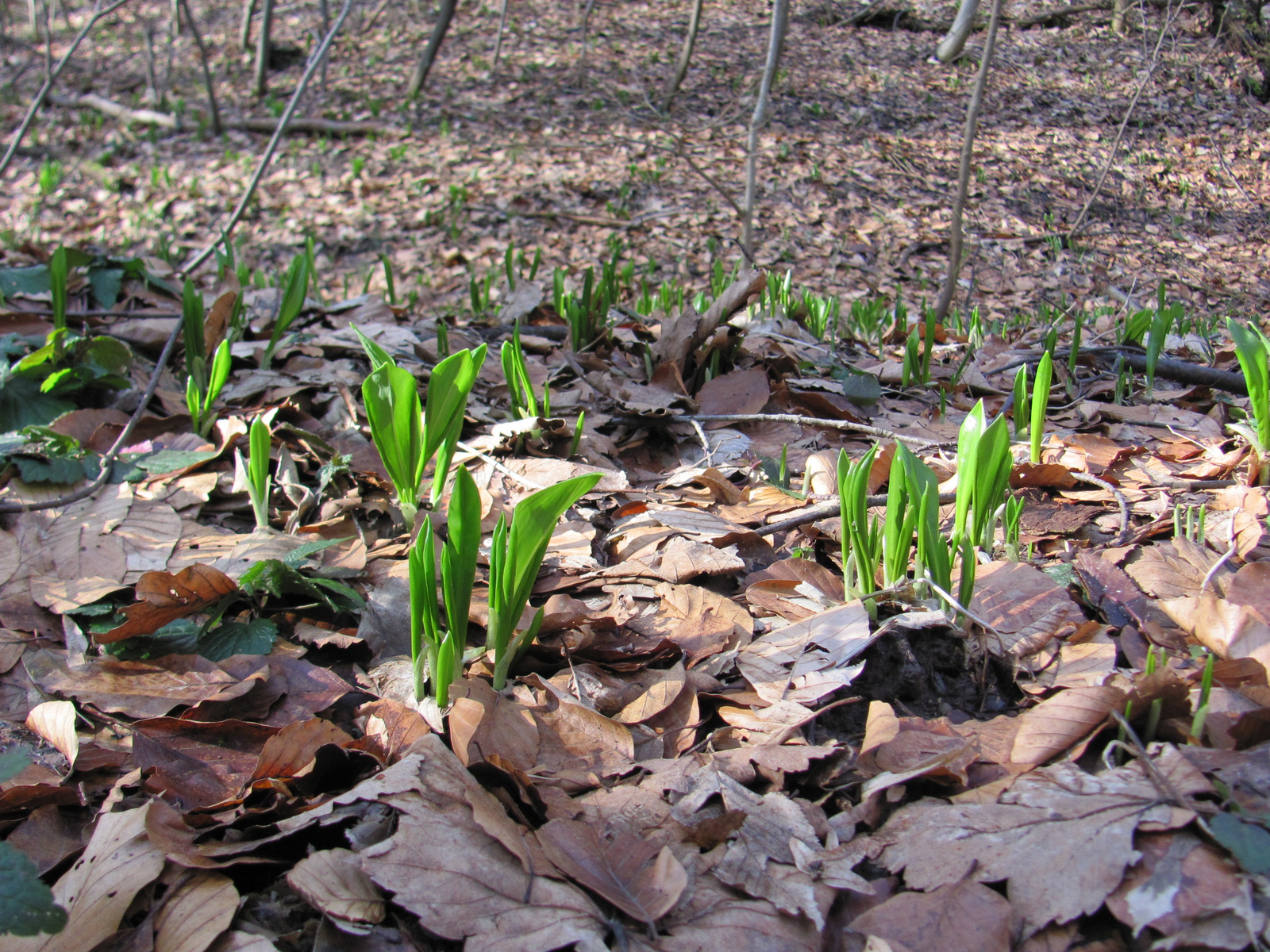 2013.03.02.Melegmány-mély völgy 010