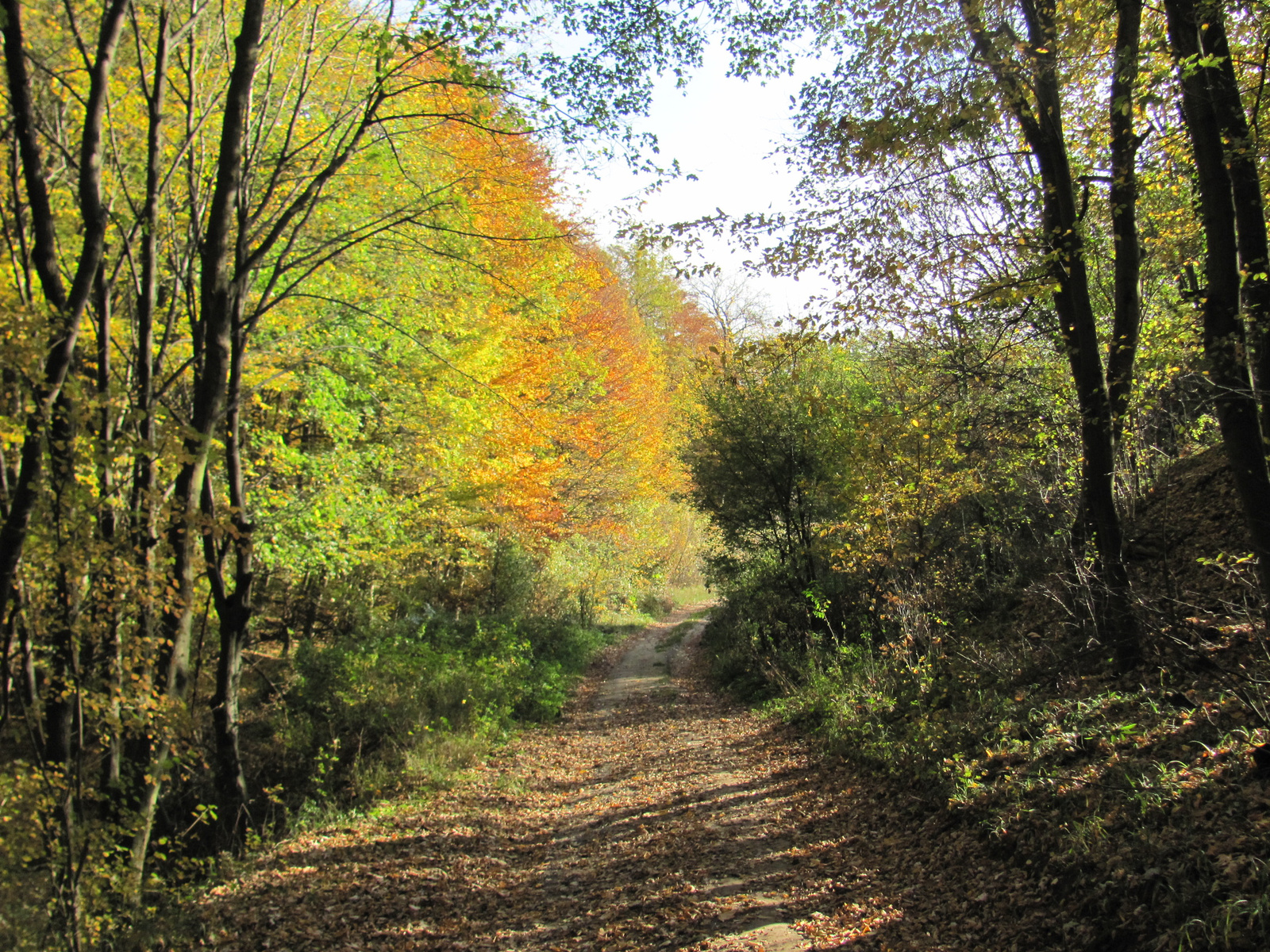 2013.10.24.Melegmány-Mély völgy 104