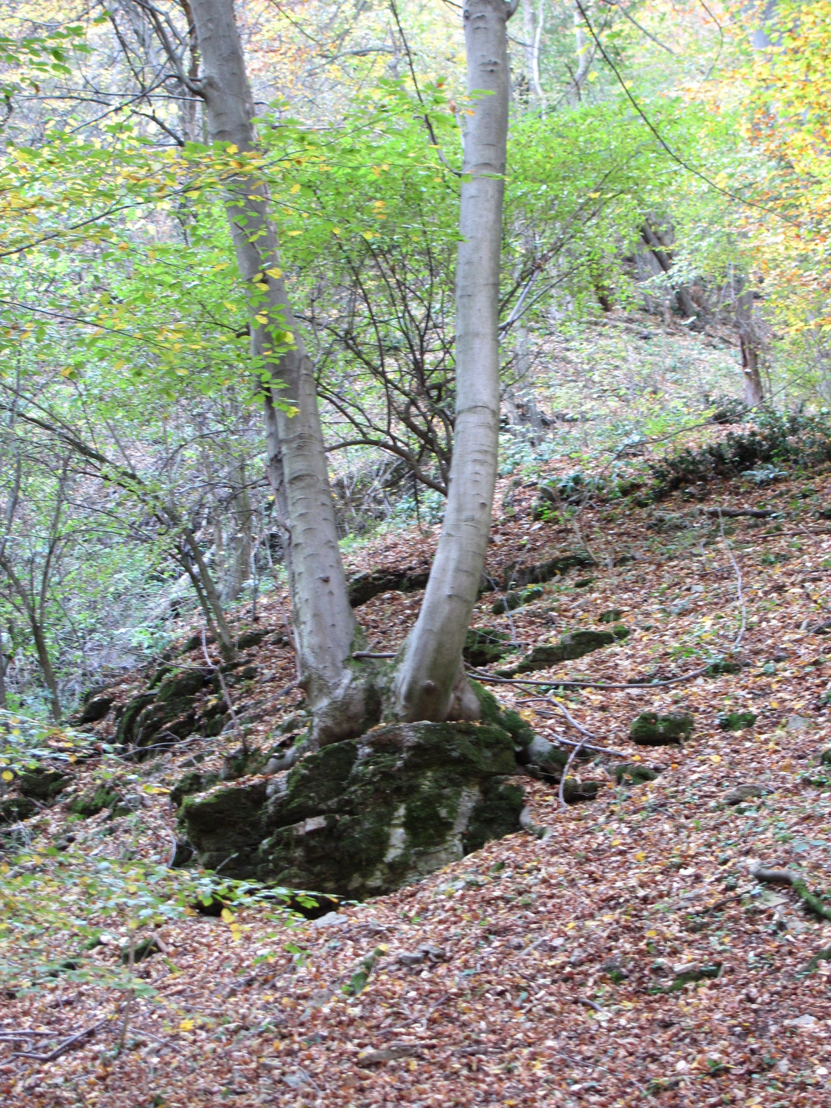 2013.10.24.Melegmány-Mély völgy 085