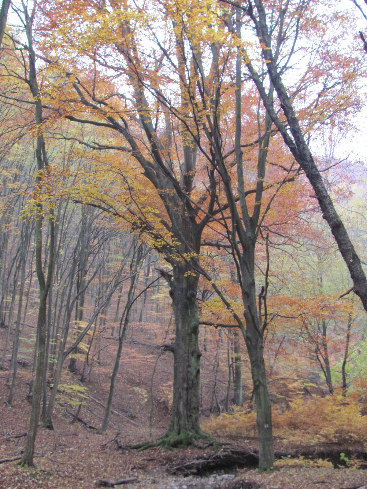 2014.11.08.Mecsek 1000 Teljesítménytúra 038