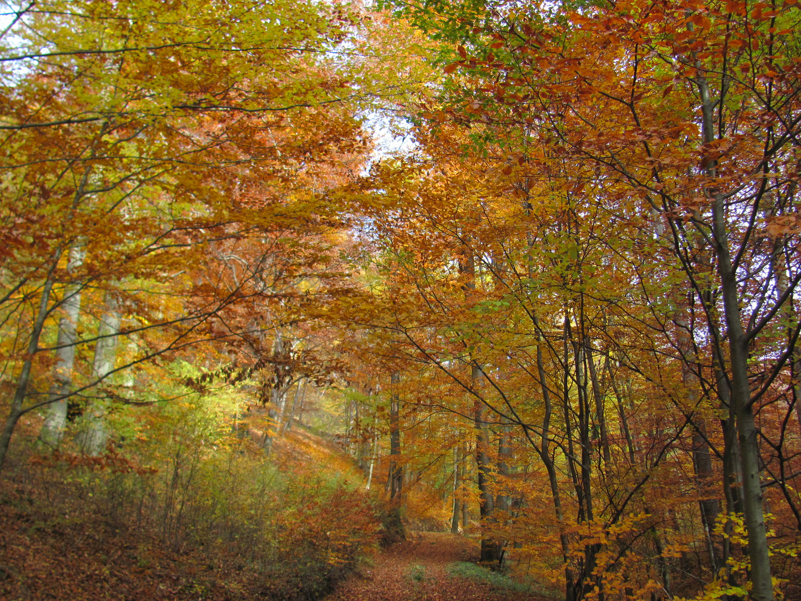 2014.11.08.Mecsek 1000 Teljesítménytúra 100