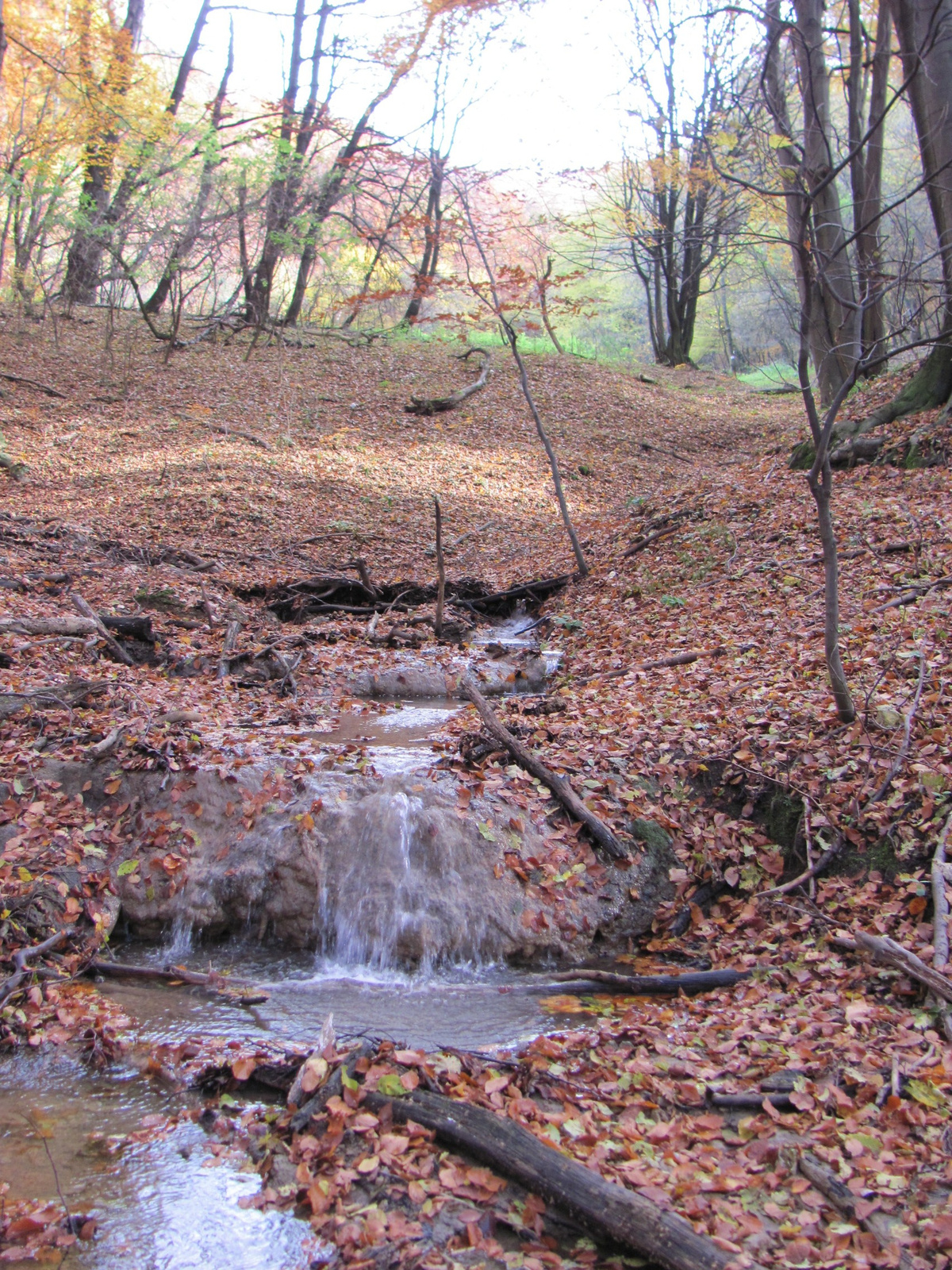 2014.11.08.Mecsek 1000 Teljesítménytúra 113