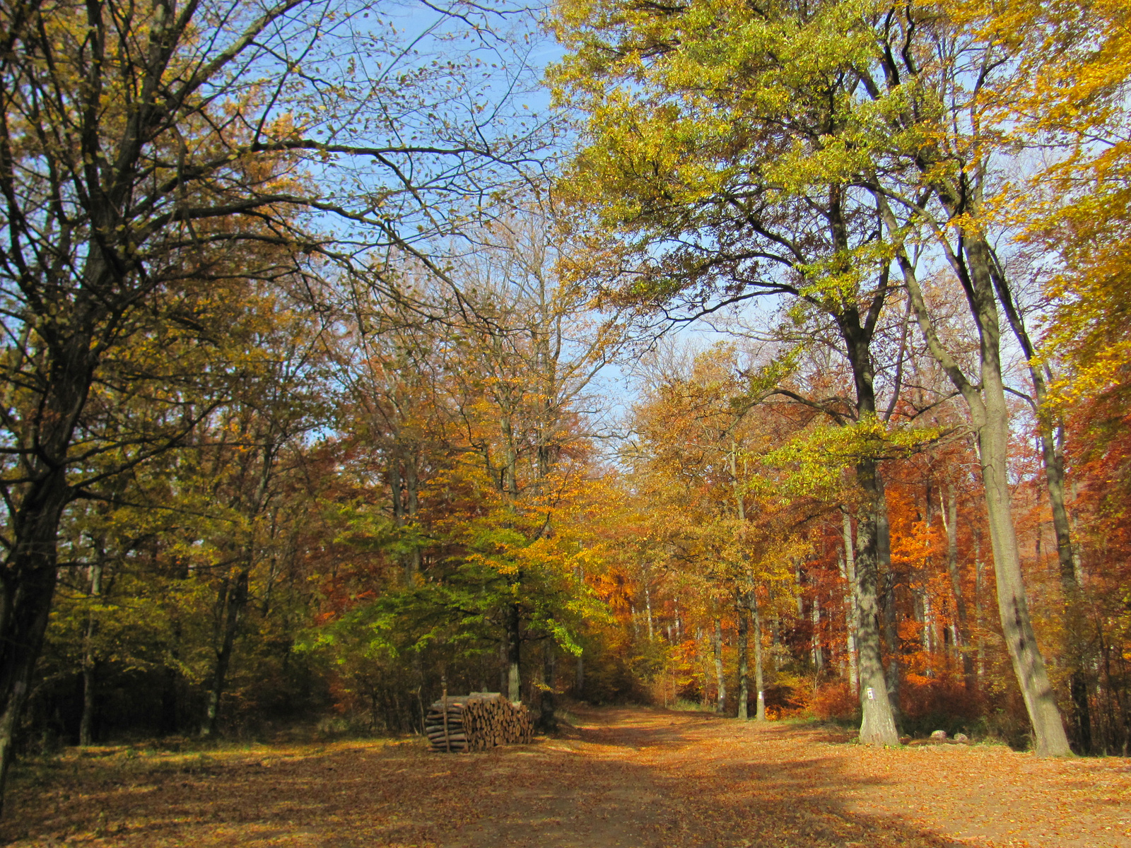 2014.11.08.Mecsek 1000 Teljesítménytúra 122