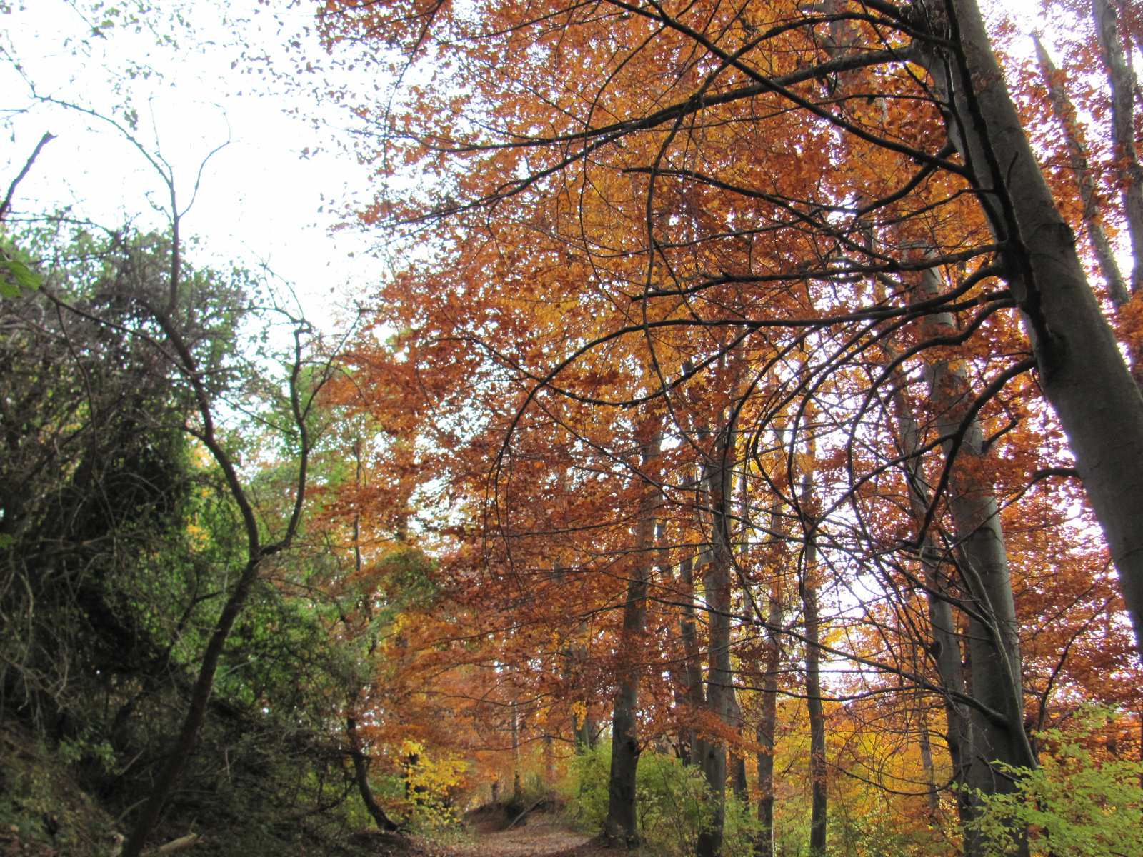 2014.11.08.Mecsek 1000 Teljesítménytúra 155