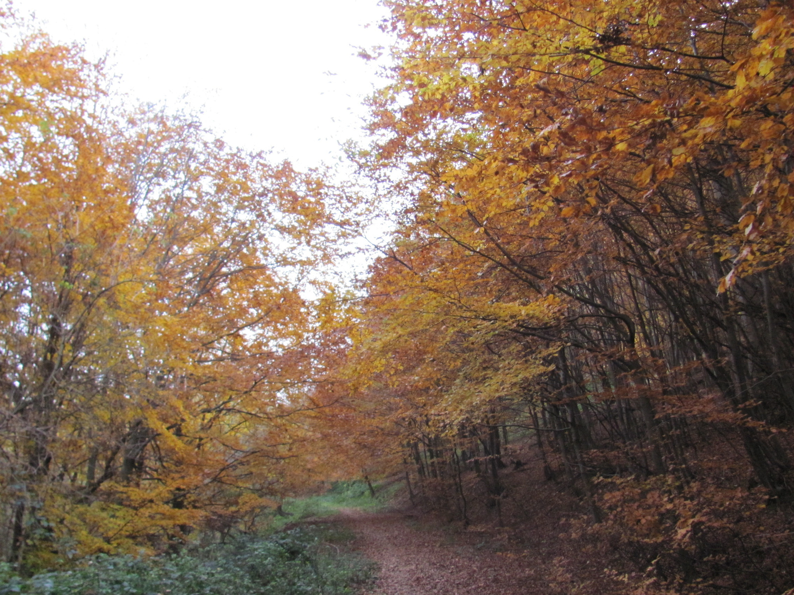 2014.11.08.Mecsek 1000 Teljesítménytúra 157