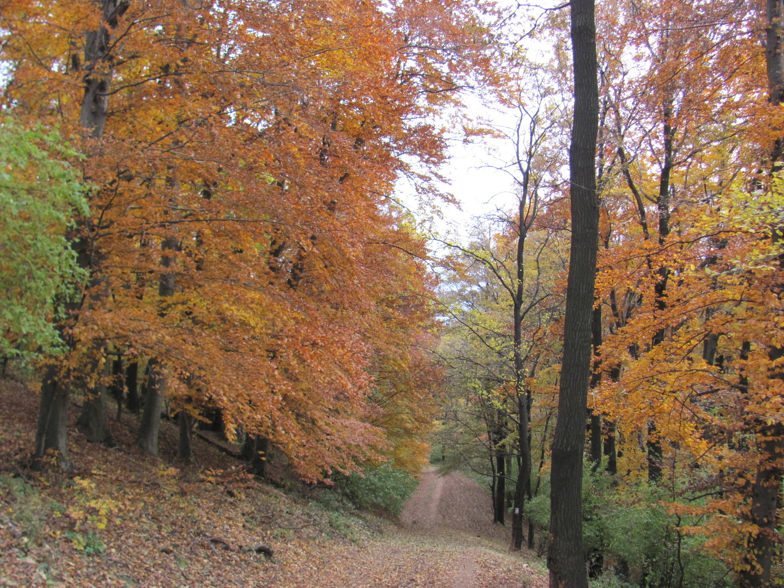 2014.11.08.Mecsek 1000 Teljesítménytúra 166