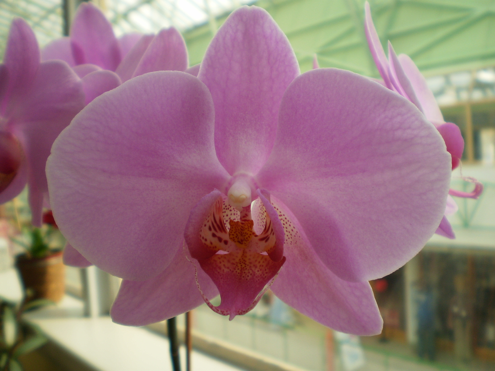 orchidea 004