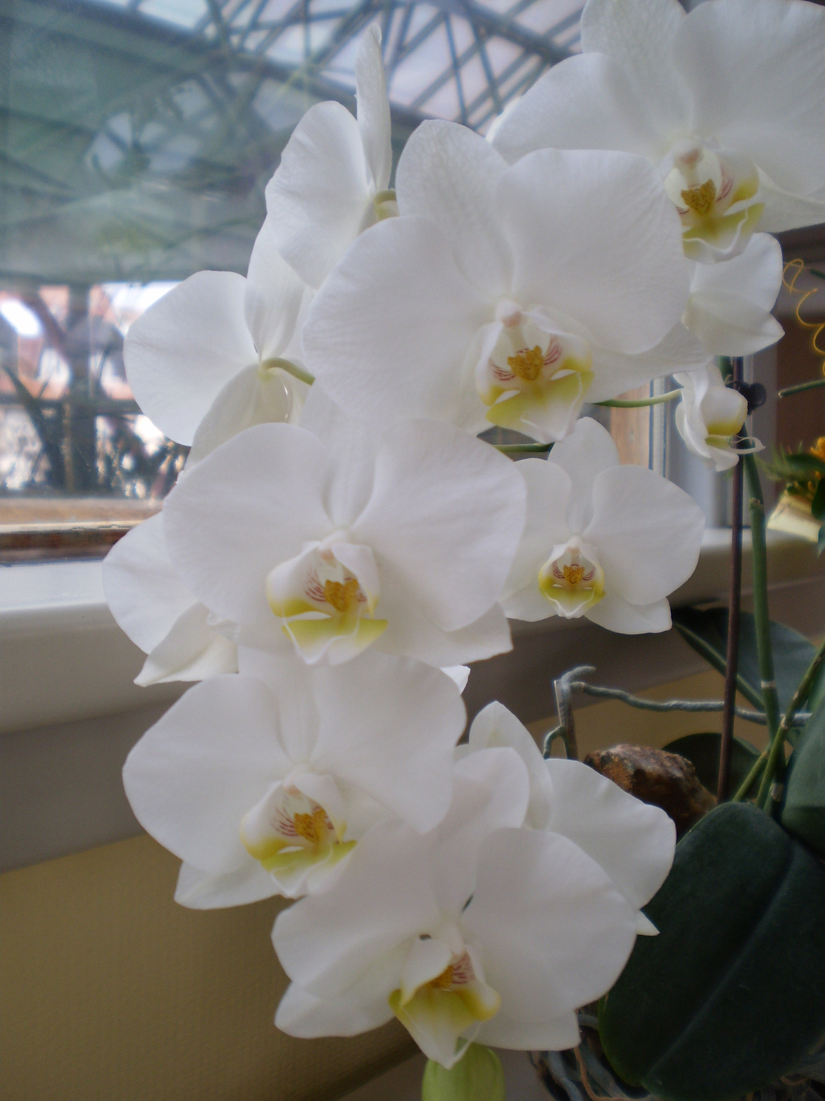 orchidea 005