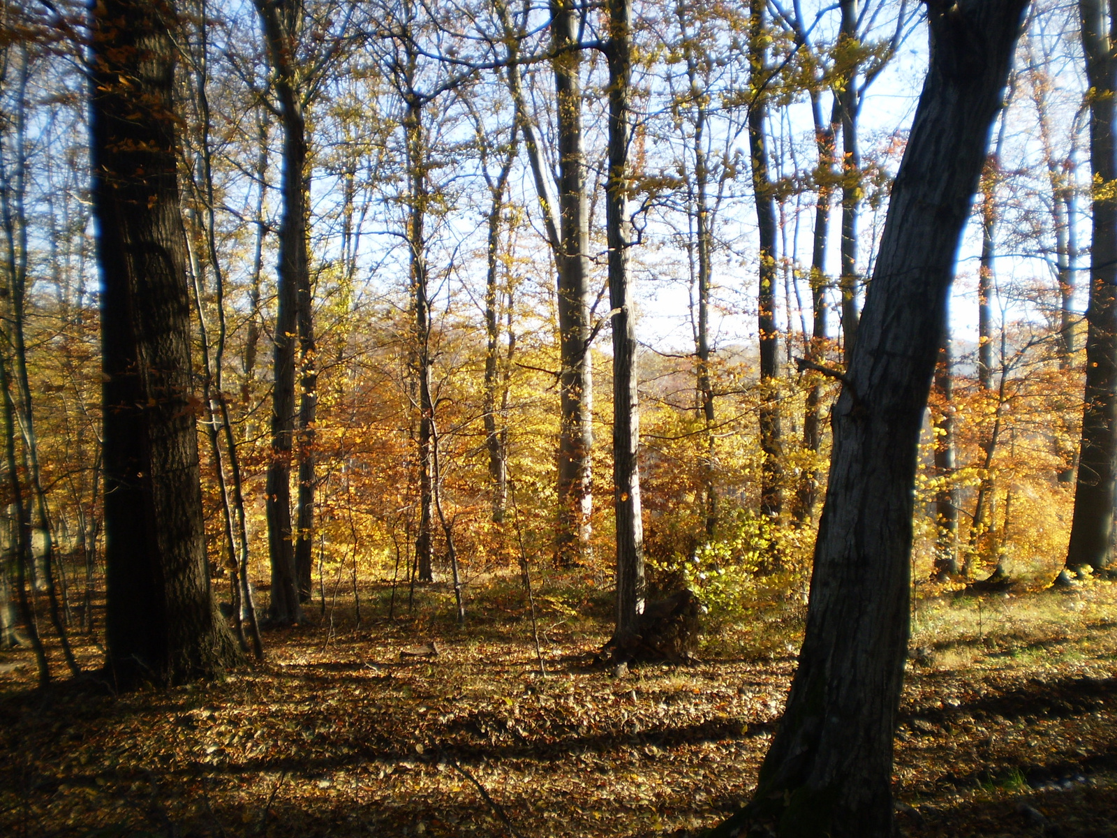 20101030Zobák-Pécsvárad 061