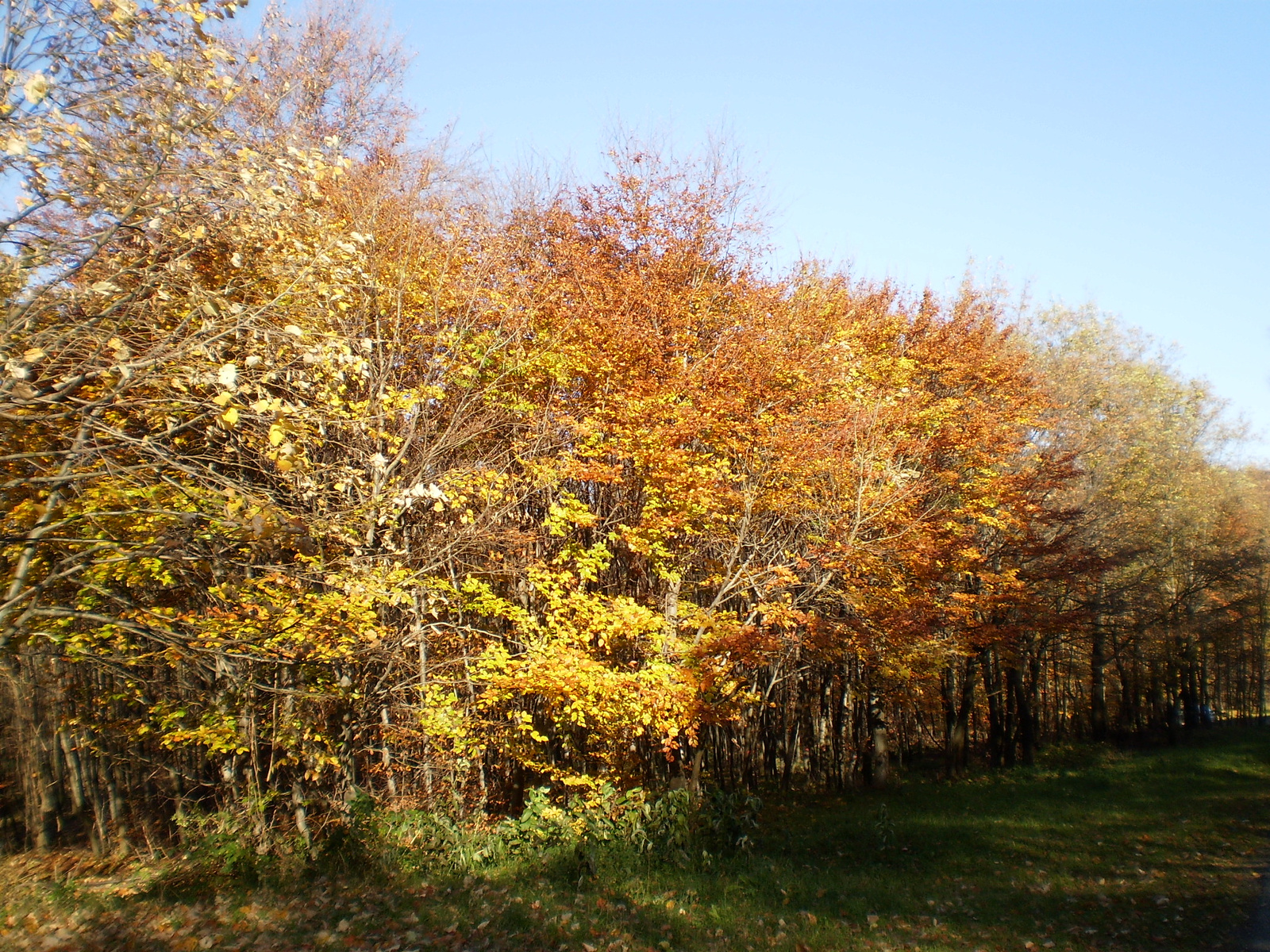 20101030Zobák-Pécsvárad 074