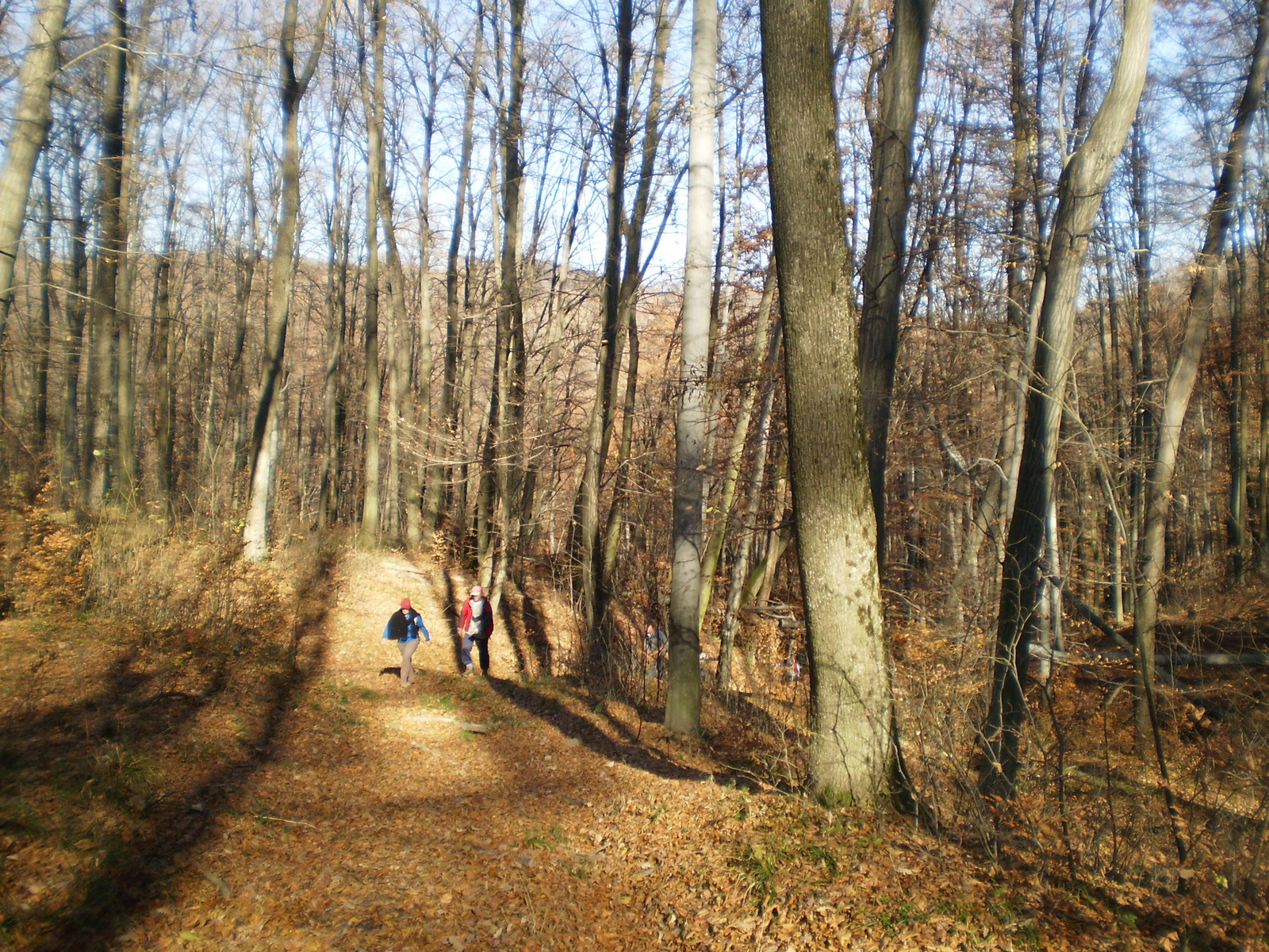 20101106 Mecsek 1000 teljesítménytúra 159