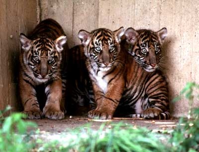 3Tigercubs