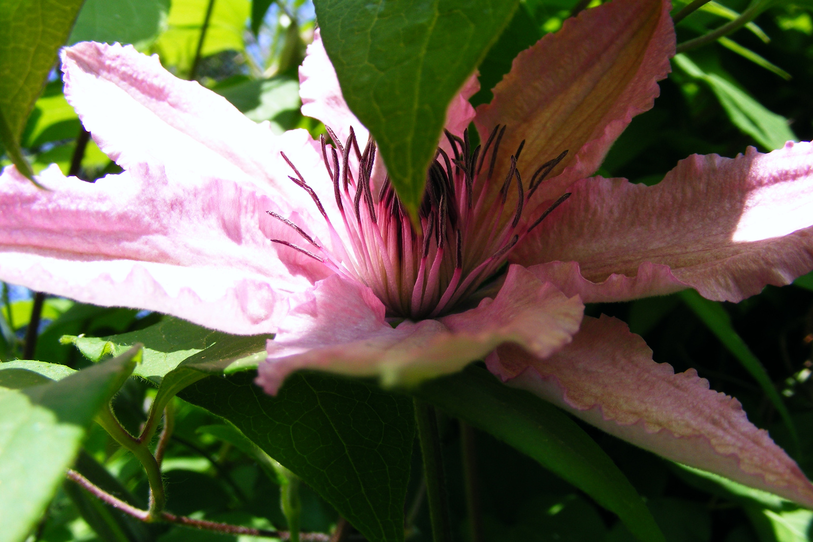 clematis