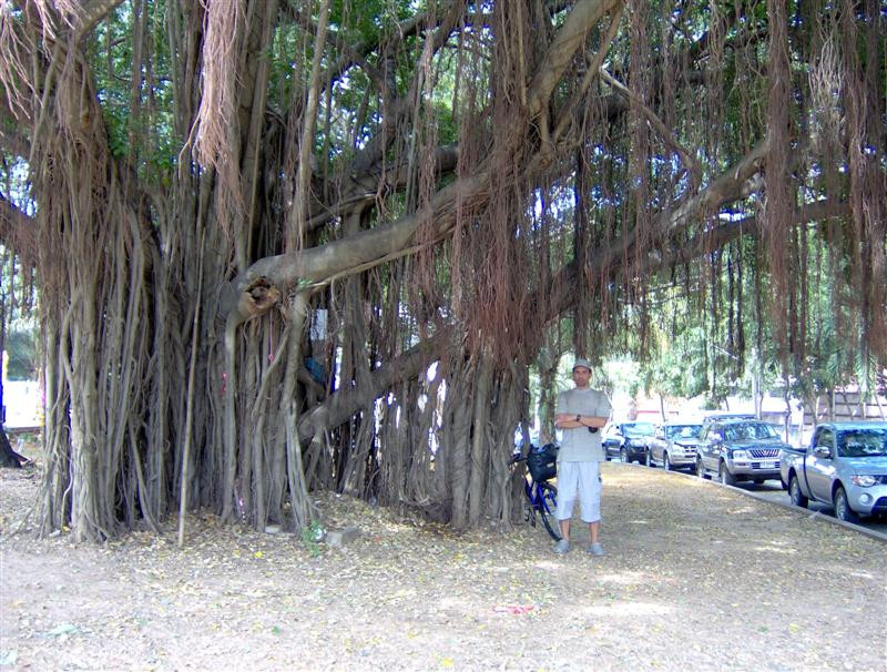 banyan fa