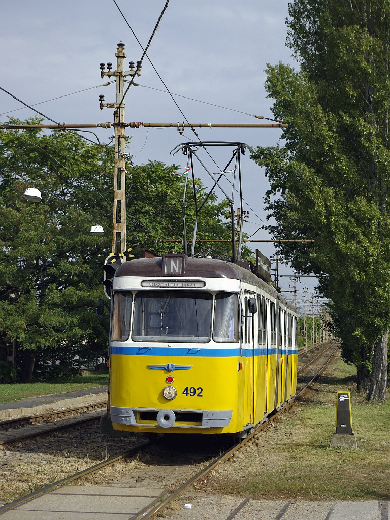 Bengáli a Salgótarjáni úton (a troligarázsnál)38 2012.09.29