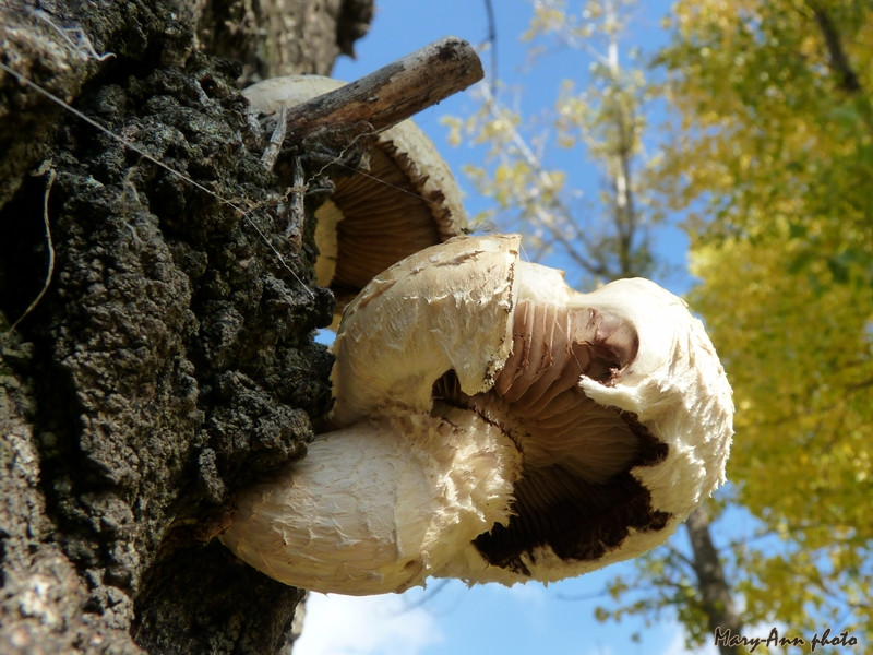 Nyárfa-tőkegomba - Pholiota populnea