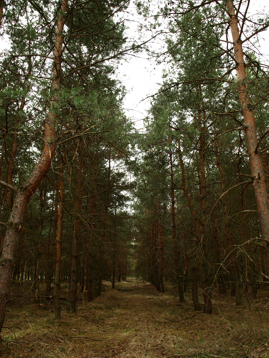 Erdeifenyő (Pinus sylvestris) monokultúra