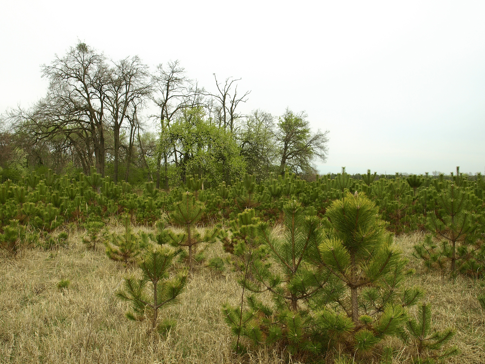 Feketefenyő (Pinus nigra) idegenhonos faj a pusztában