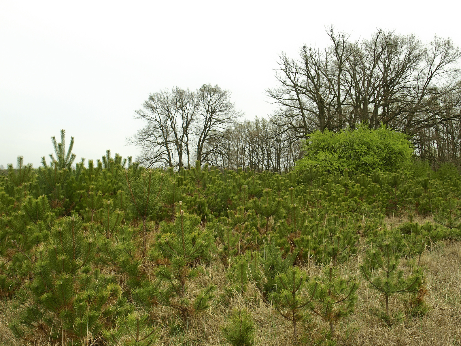 Feketefenyő (Pinus nigra) idegenhonos faj a pusztában