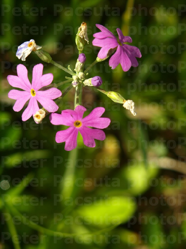 Lisztes kankalin (Primula farinosa)