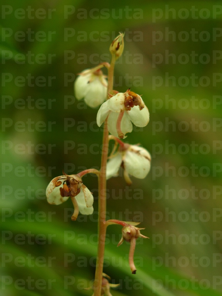 Kereklevelű körtike (Pyrola rotundifolia)