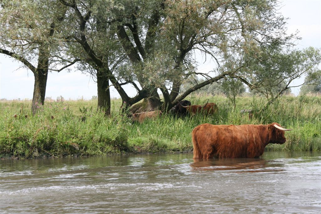 többiek a fák alatt hűsölnek