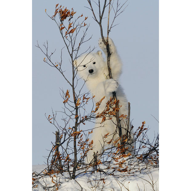 polar-bear-cub 1811608i