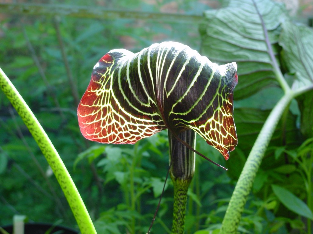 arisaema-griffithii