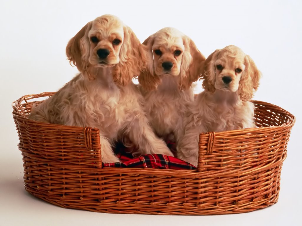 cocker-spaniel-puppies