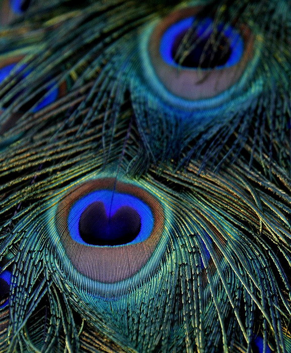 peacock tail 201107