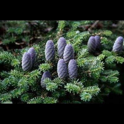 Abies Koreana