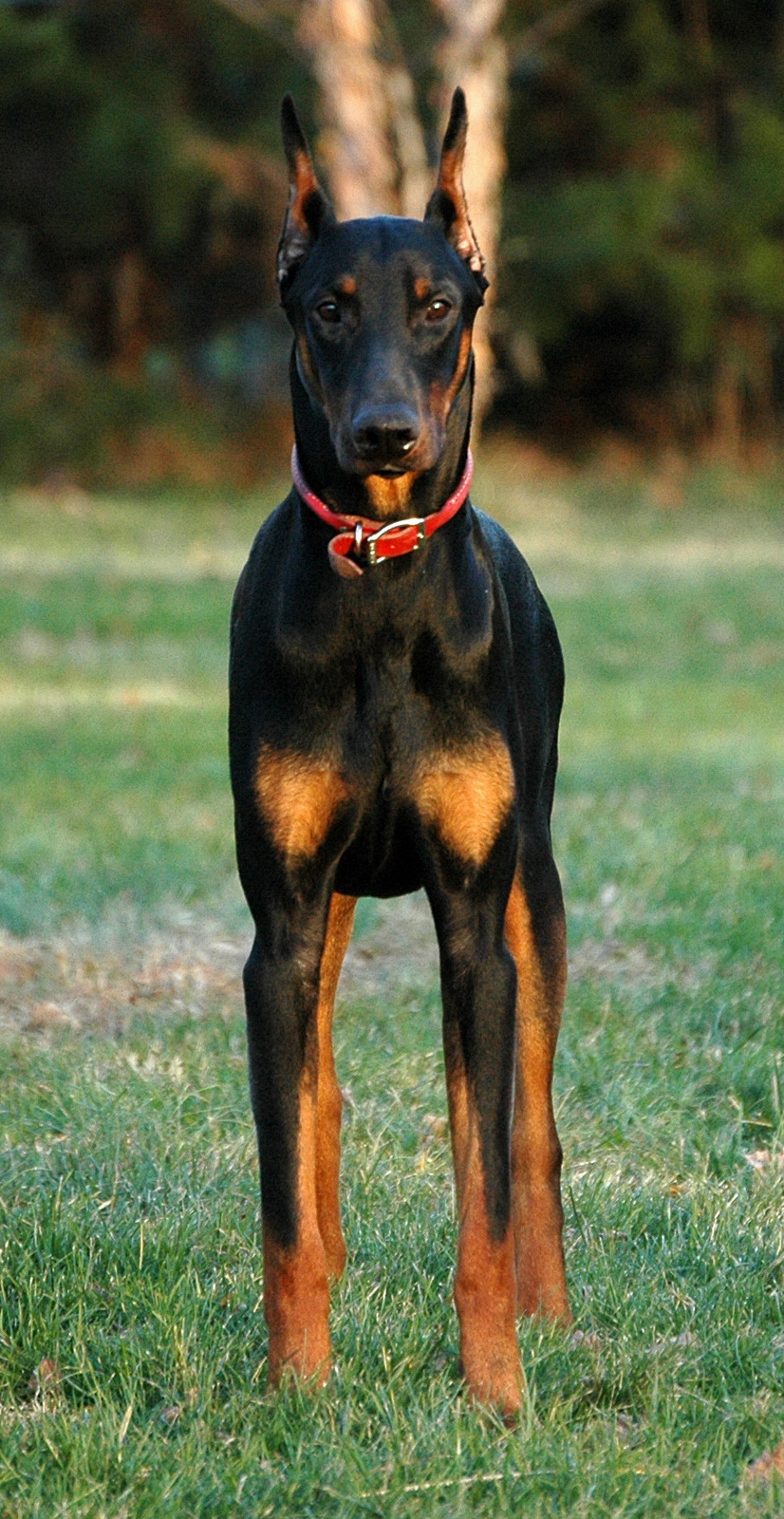 doberman-pinscher