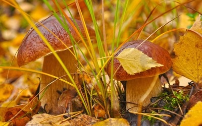 mushrooms-8606-400x250