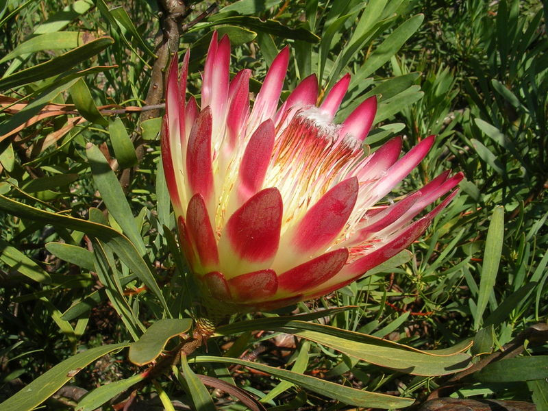 Protea repens