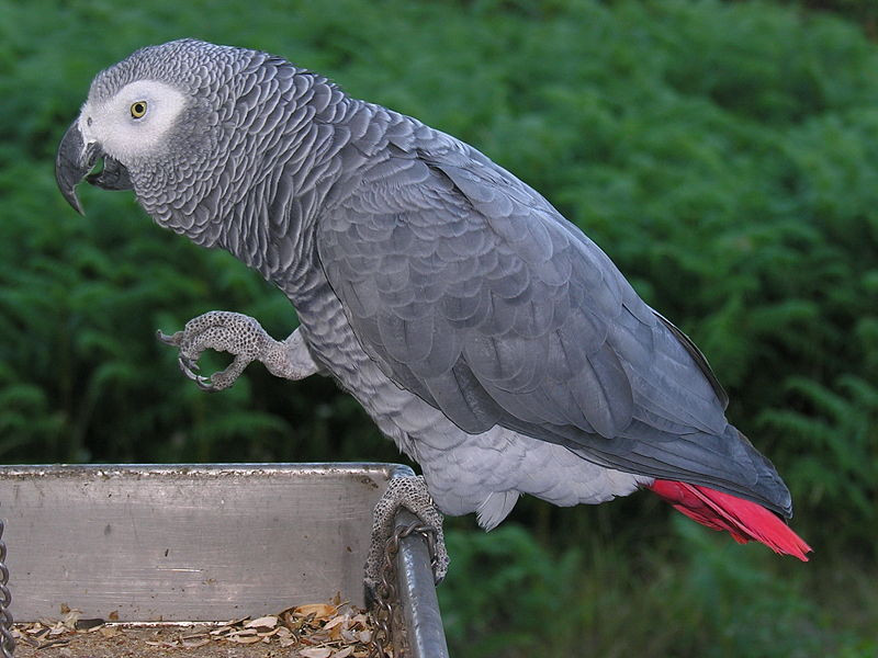 african-grey-parrot-800px-ave 070910 008