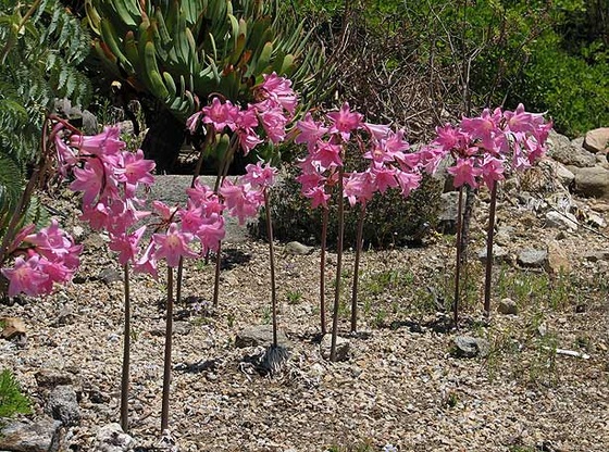 Amaryllis belladonna1NN