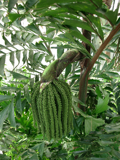 Caryota mitis Fischschwanzpalme 1