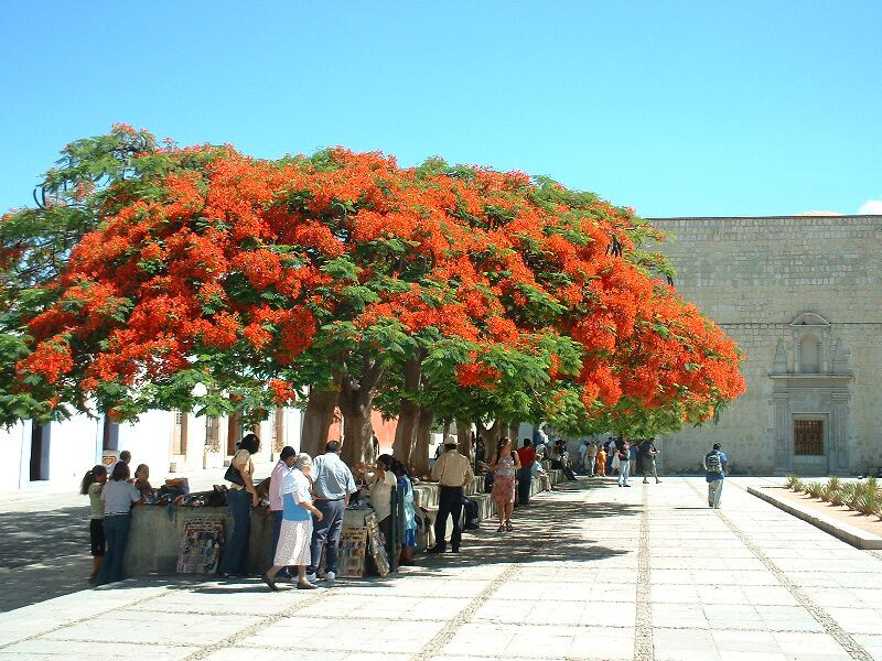 RoyalPoinciana