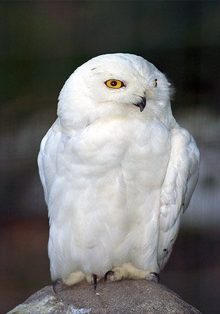 snowy-owl