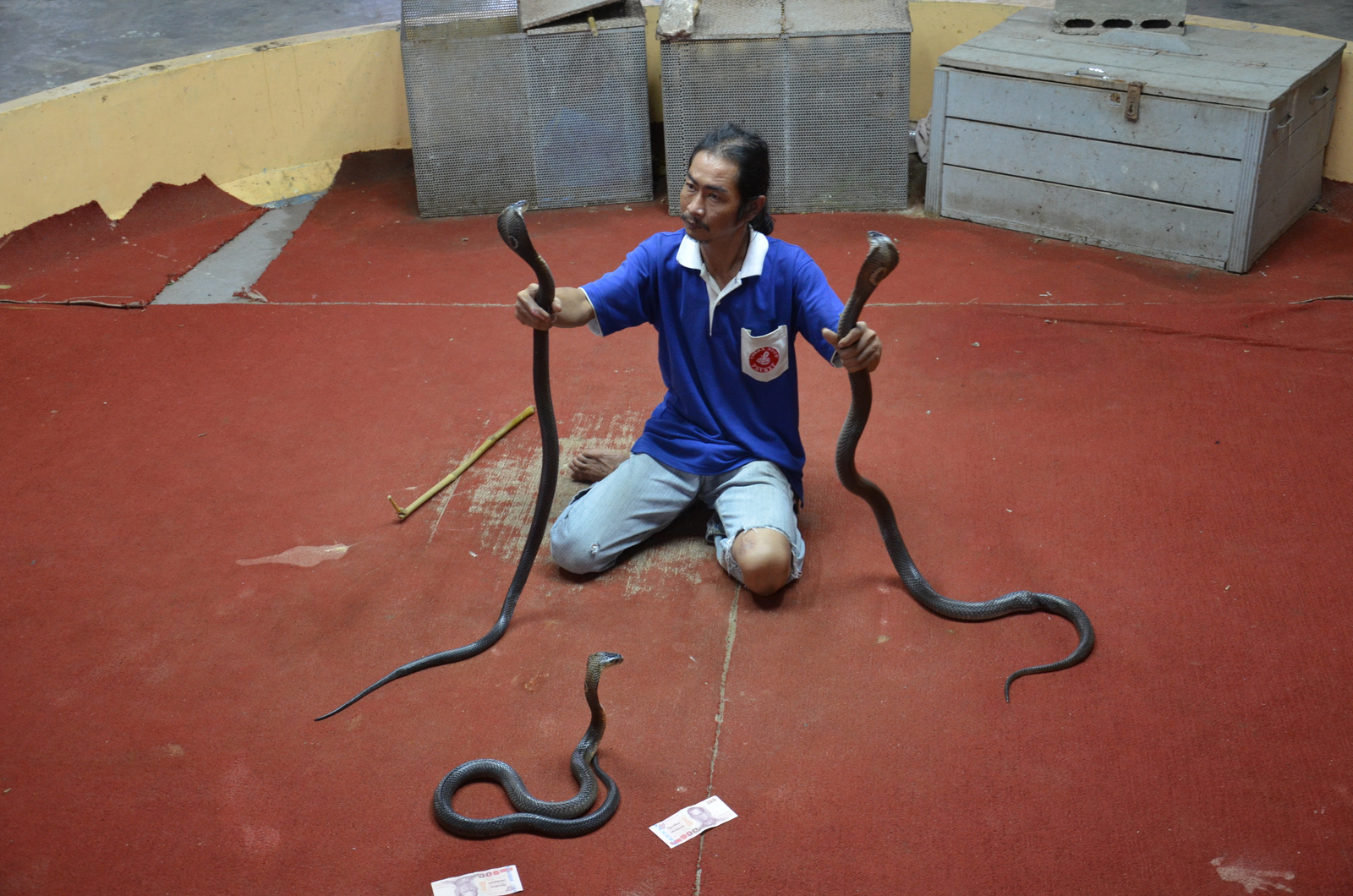 Cobra show Phuket (1)