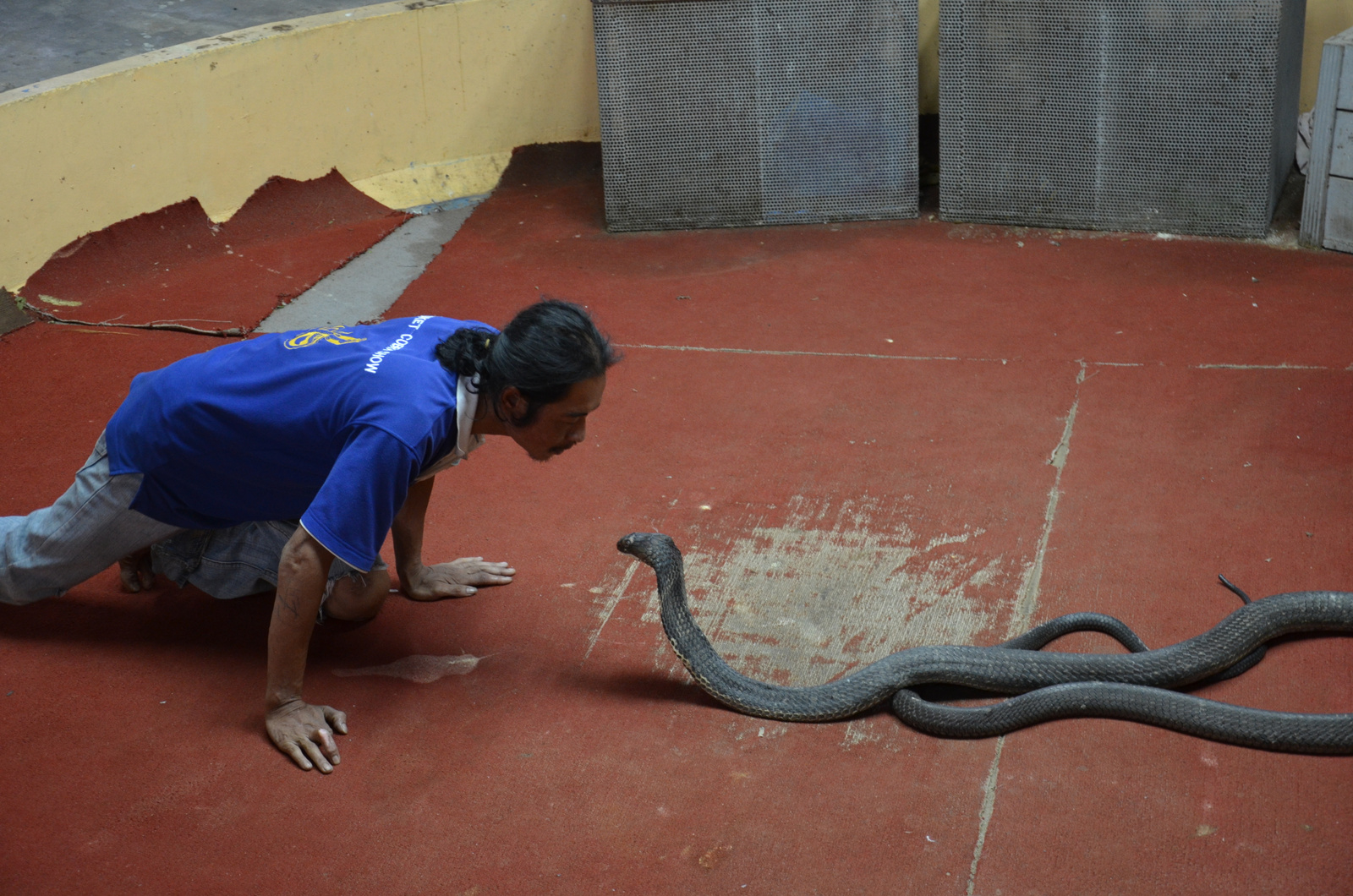 Cobra show Phuket (11)